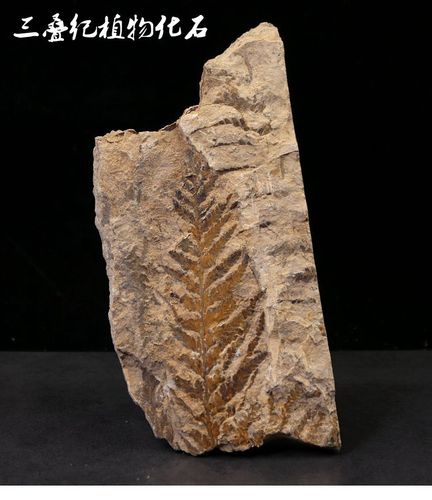 天然植物化石原石枝脉蕨化石蕨类化石原石古植物化石标本教学摆件