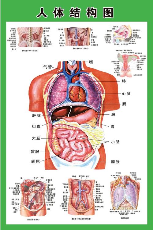 新品人体内脏解剖系统示意图全身器官分布图医院心脏解剖挂图医学海报
