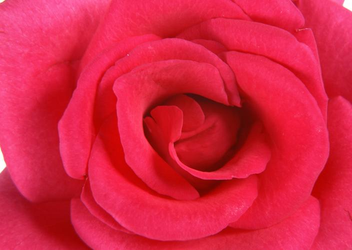 玫瑰长久以来就象征著美丽和爱情.