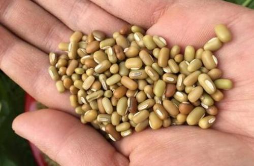 巴山豆的功效与作用巴山豆的药用价值
