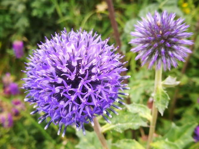 蓝刺头是一种良好的夏花型宿根花卉也是一种优良的蜜源植物还具有