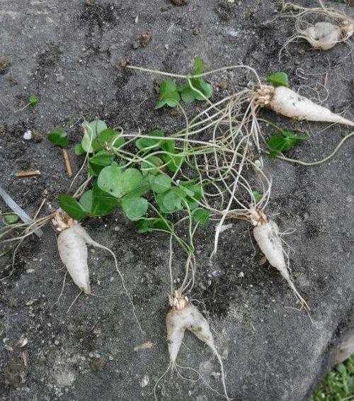 三叶草长在地下的根我们小时候常常挖来吃叫做水晶萝卜
