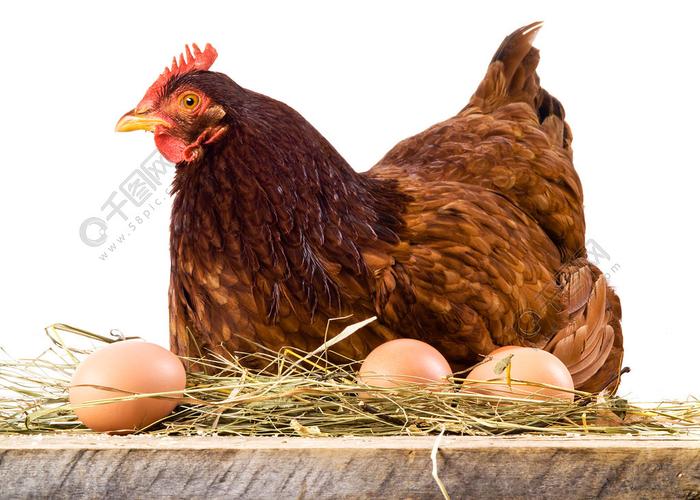 母鸡在蛋上白色孤立的干草