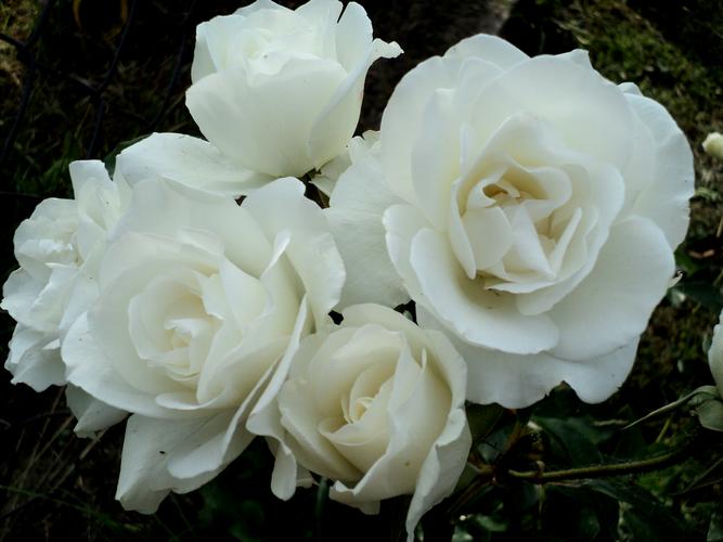 纯洁的白玫瑰图片花朵花的特写玫瑰白玫瑰