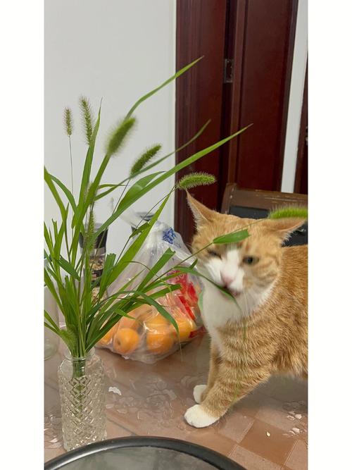猫好爱吃狗尾巴草