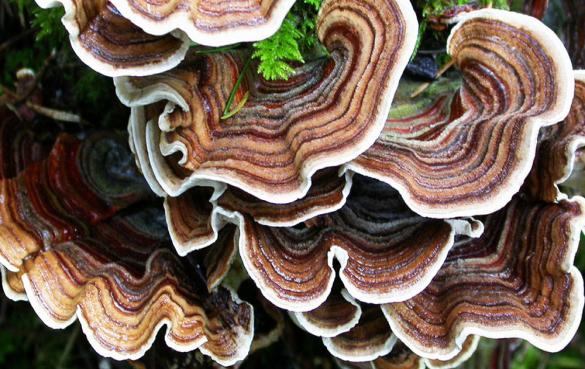 火鸡尾蘑菇能吃吗云芝的12个惊人功效与作用