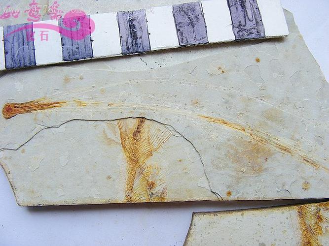 如意斋解密史前辽西天然古生物植物化石标本c308银杏类