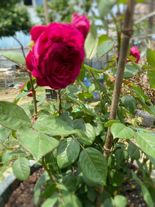 海蒂家的风中玫瑰一周就爆满花月季