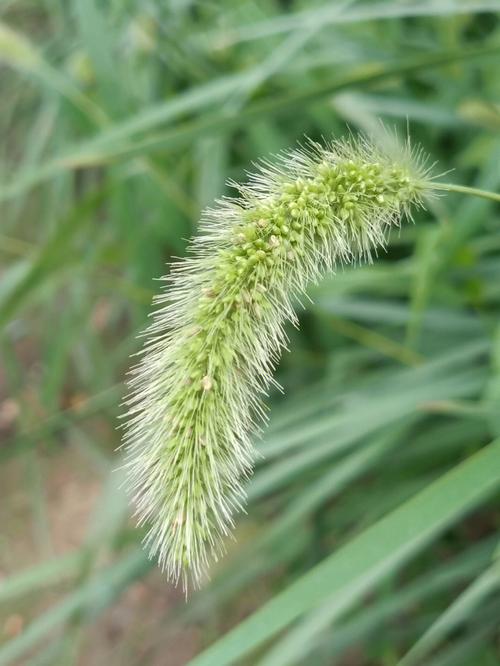 种草r狗尾草是禾本科狗尾草属一年生草本植物.