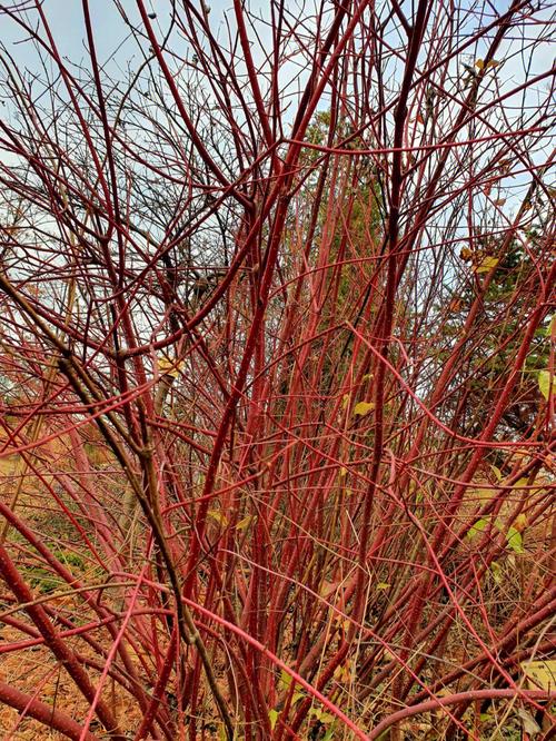 红瑞木是少有的观茎植物冬天叶子掉光了剩下了红红的枝杆是北方