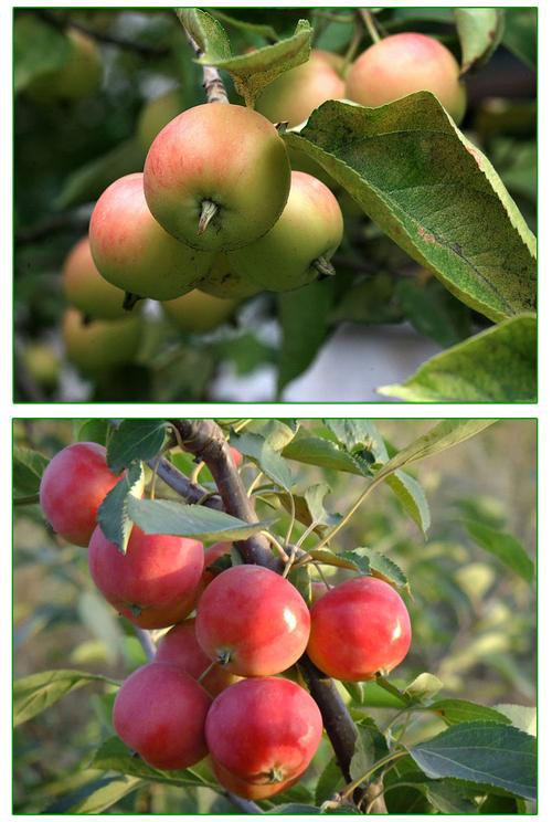 东北海棠果鲜果沙果花红果酸甜小苹果新鲜水果10斤装