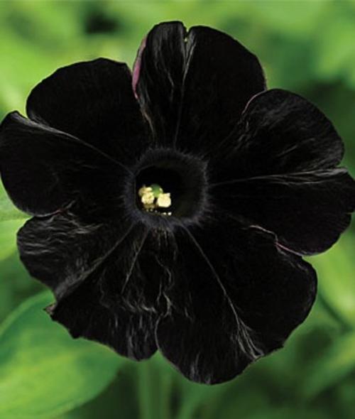 黑色矮牵牛碧冬茄属是一类原产于南美洲的草本植物喇叭形类似牵牛