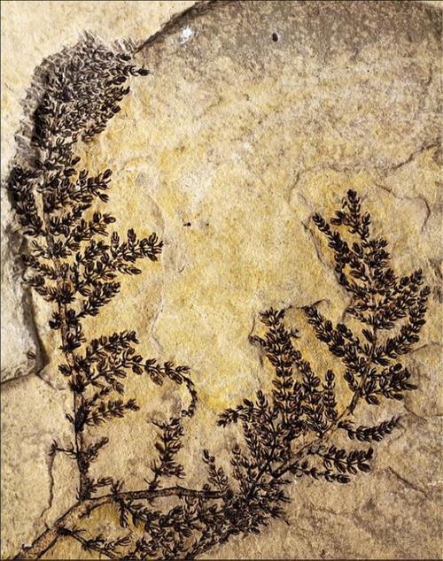 尽管这种花的化石在100年前就已经被发现但最近科学家才通过对
