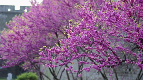 原摄春天里怒放的紫荆花