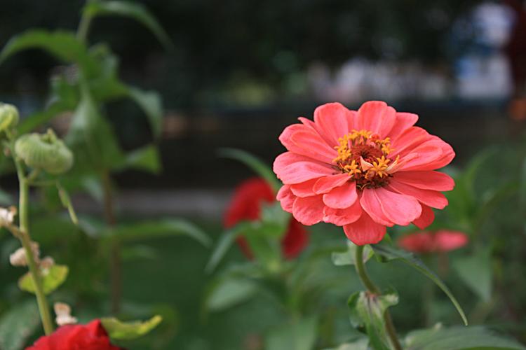 哈尔滨儿童公园里的花