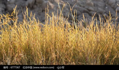 金秋枯黄的小草风景图片