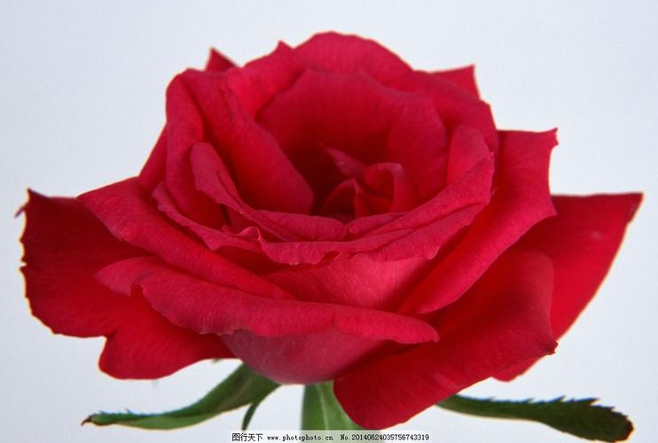 最美红色玫瑰花图片大全集