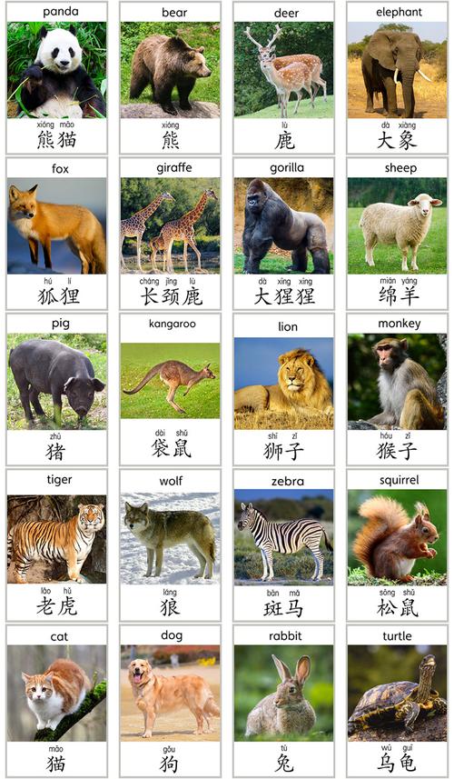 动物单词大卡卡片英语汉字拼音闪卡幼儿园早教早教闪卡