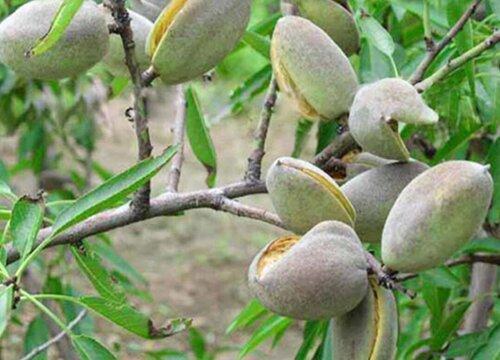 巴旦木是什么植物的果实