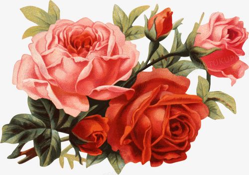 鲜花插画手绘玫瑰古典花
