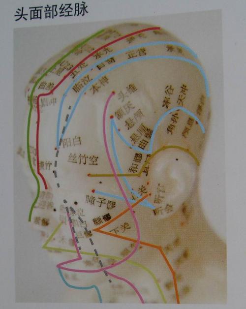 html头是人体的神经中枢所在地头部表面有各神经中枢的体表投影区.