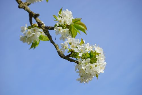 白色杏花图片花卉鲜花花朵果树杏花
