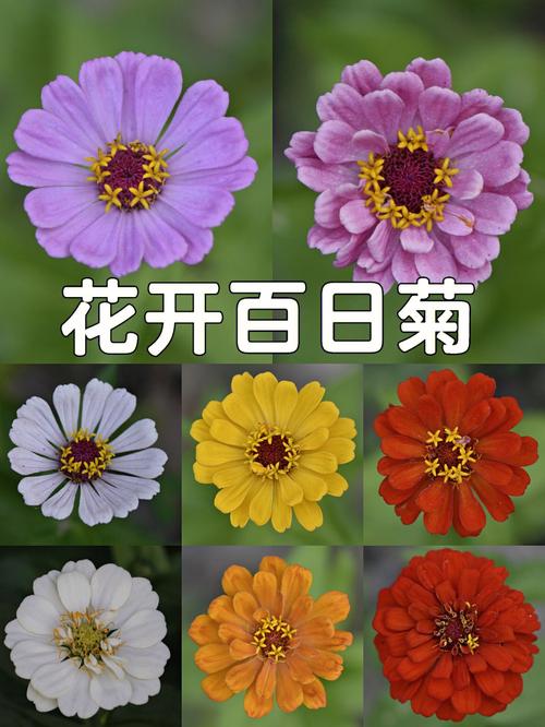 百日菊菊科植物花的典型特征