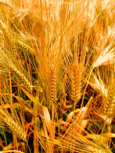 大麦我看大麦和小麦外观的区别就是麦芒的长短