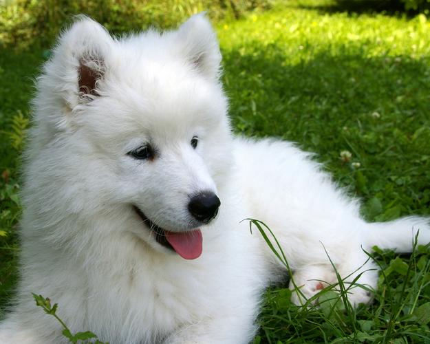 可爱的萨摩耶犬高清动物图片大全分享