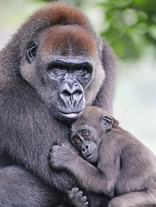 盘点动物宝宝和妈妈大玩爱的抱抱