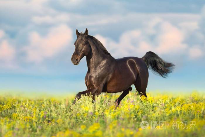 马在花春草地上小跑