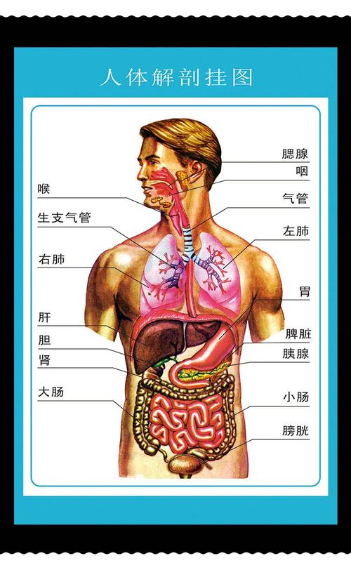 人体内脏解剖示意图医学宣传挂图器官心脏结构挂图画医院海报人体皮肤