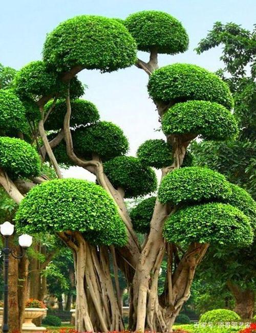 怎么选购庭院造型树选购造型树的基本常识