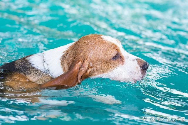 不是所有的狗狗天生都会游泳零基础的狗狗不应该直接扔下水