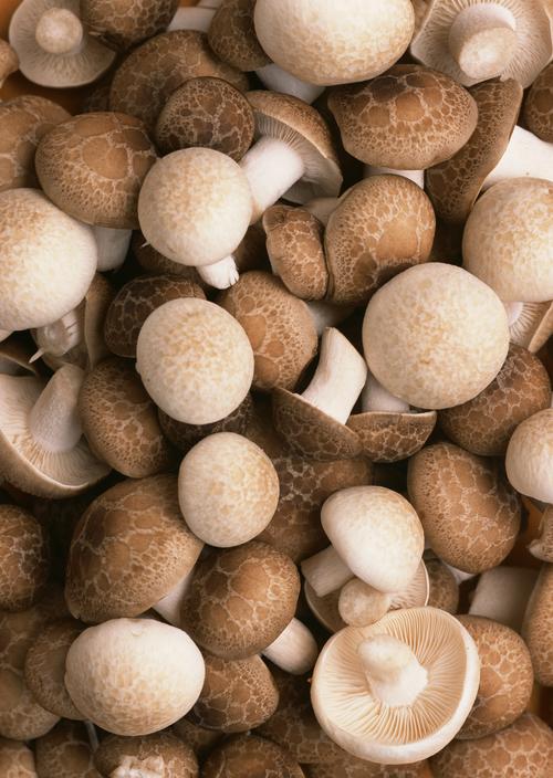 蘑菇图片蘑菇菌类香菇