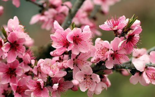 春天苹果树粉红色的花朵开花壁纸高清原图查看