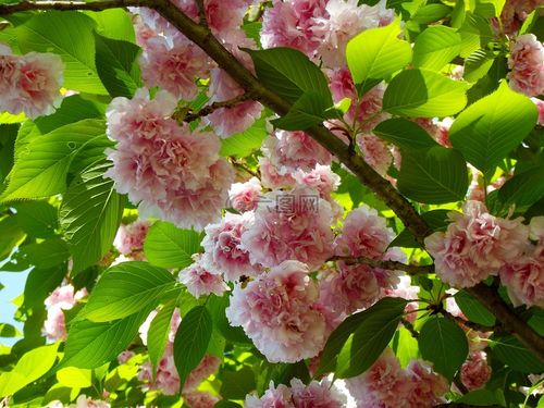 樱桃树花鲜花