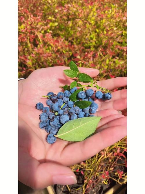 野生蓝莓是世界上抗氧化最强的水果