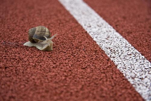 室外白天缓慢蜗牛线塑胶跑道注视体育场一只红色白色动物