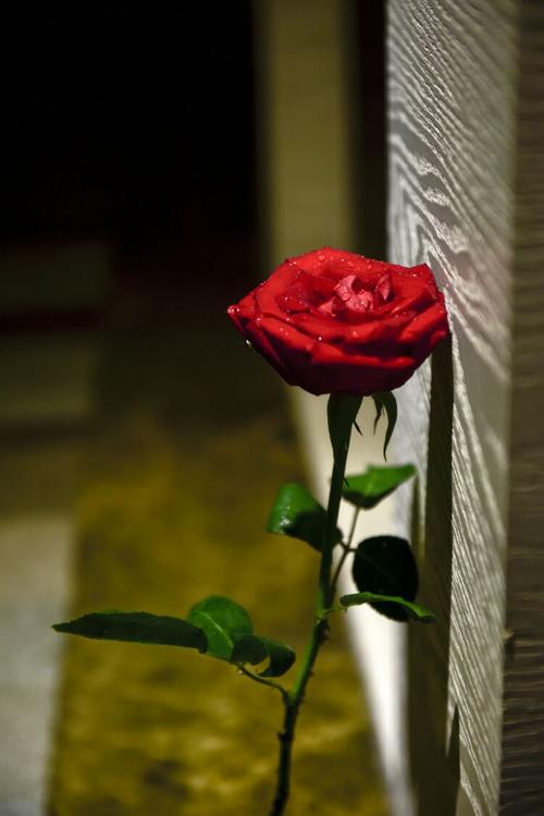 孤独的玫瑰