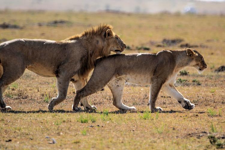 非洲草原上正在交配的狮子动物世界里的少儿不宜