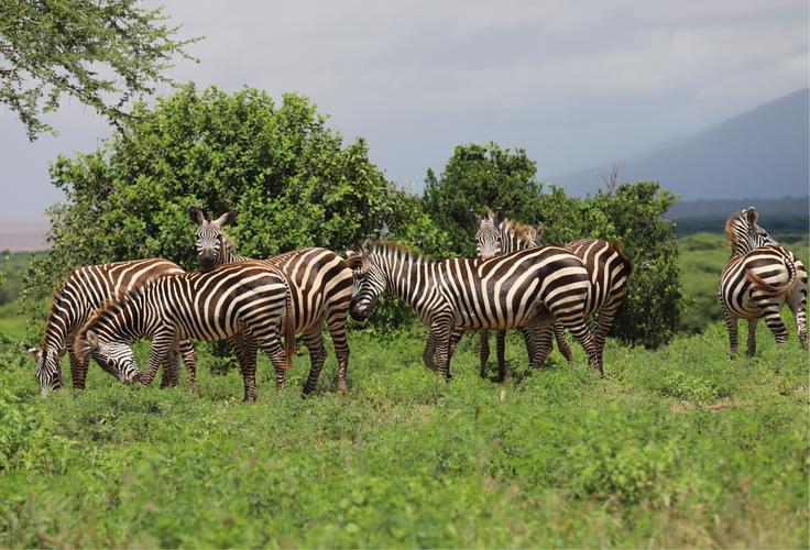 东非雨季的赛伦盖蒂草原斑马赖以生存的模式小规模家族群居地.