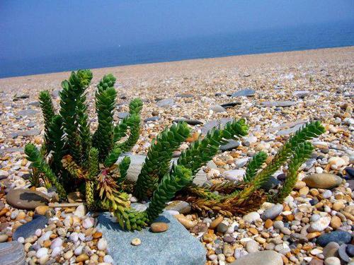 海边的植物图片