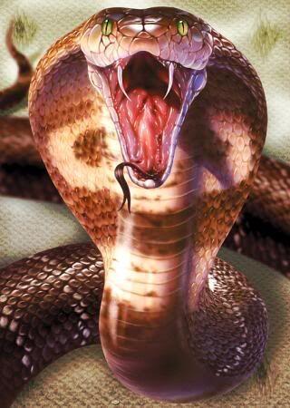 十二生肖蛇图片凶猛眼镜王蛇高清图片