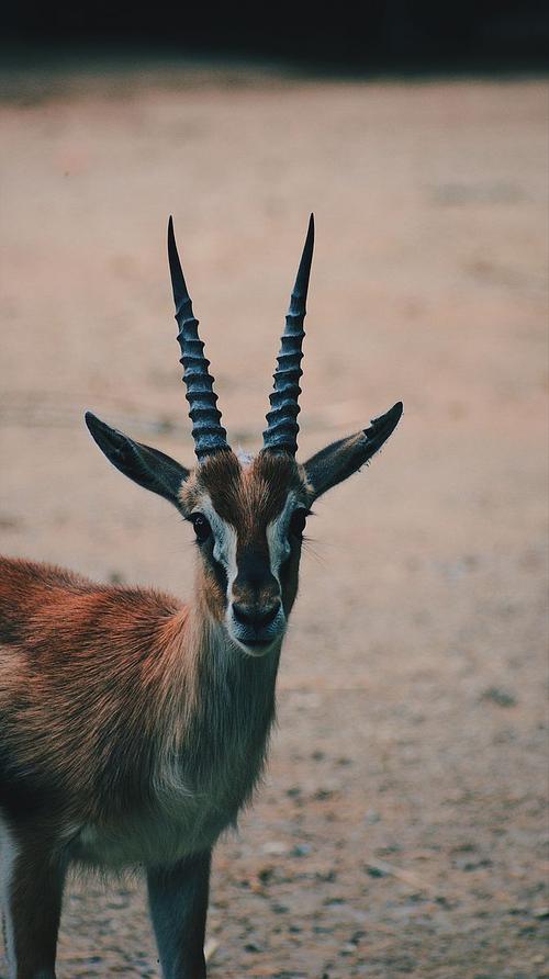 羚羊动物角和耳朵