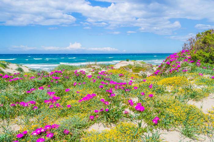 普拉塔莫纳海滩上的海边花和植物撒丁岛意大利