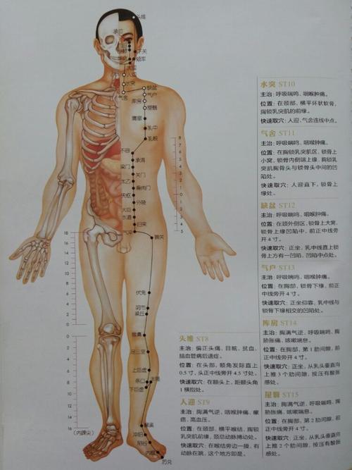 人体十二经络穴位图