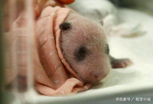 当日在动物园里可以看到两个出生半个多月的熊猫宝宝憨态可掬十分