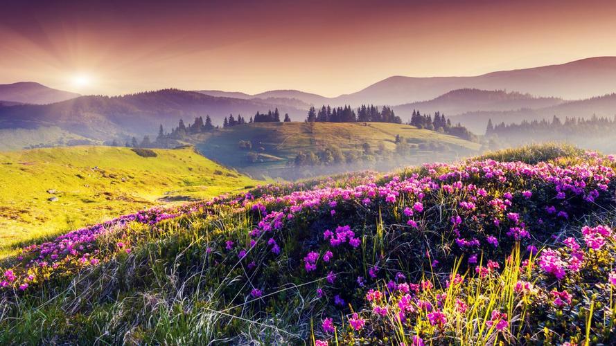丘陵花卉粉色的鲜花树木太阳自然风景4k图片4k高清风景图片