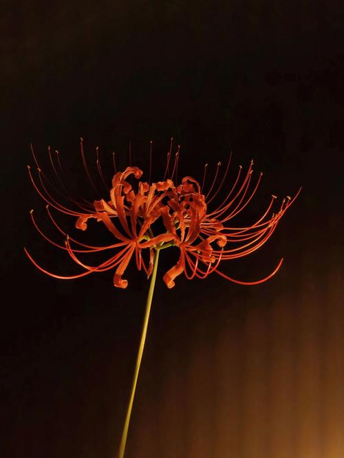 彼岸花丨一朵有故事的幽暗之花
